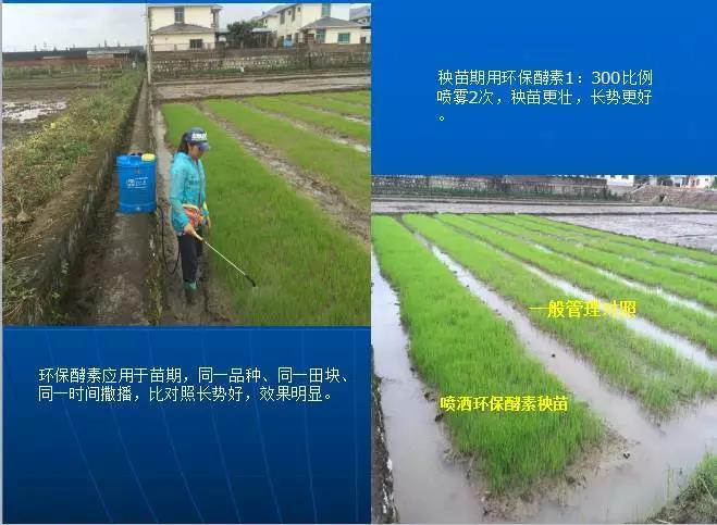 农药最新透视班揭秘,农药最新透视班揭秘，科技革新与环境保护的博弈
